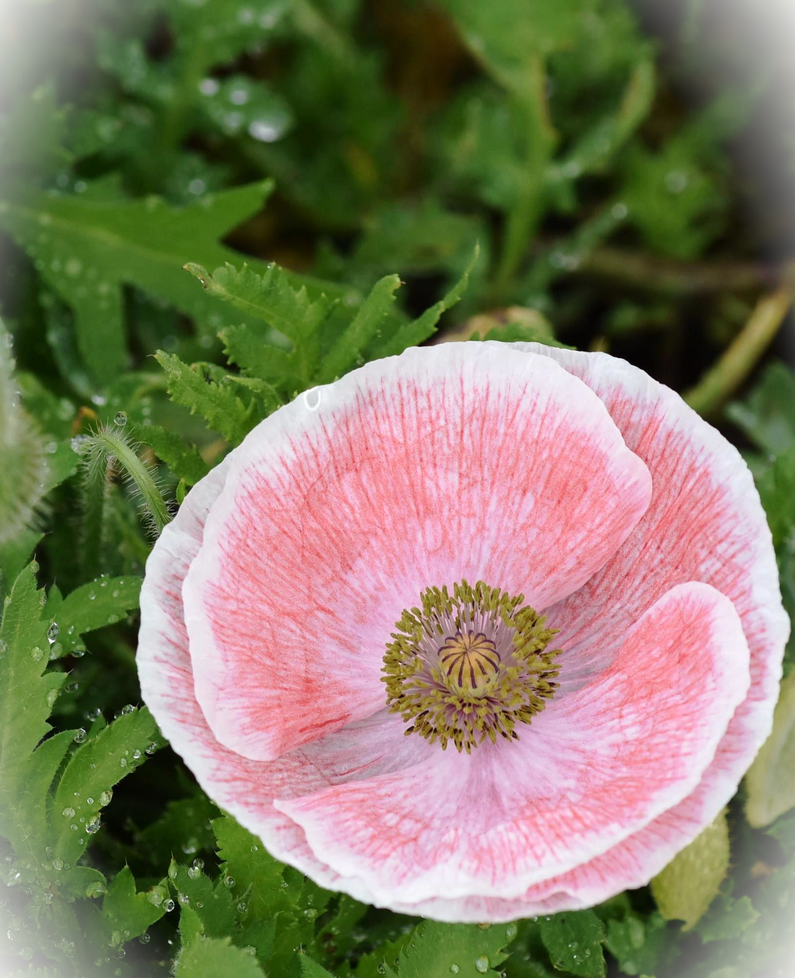 子どもの発達・成長を学ぶ