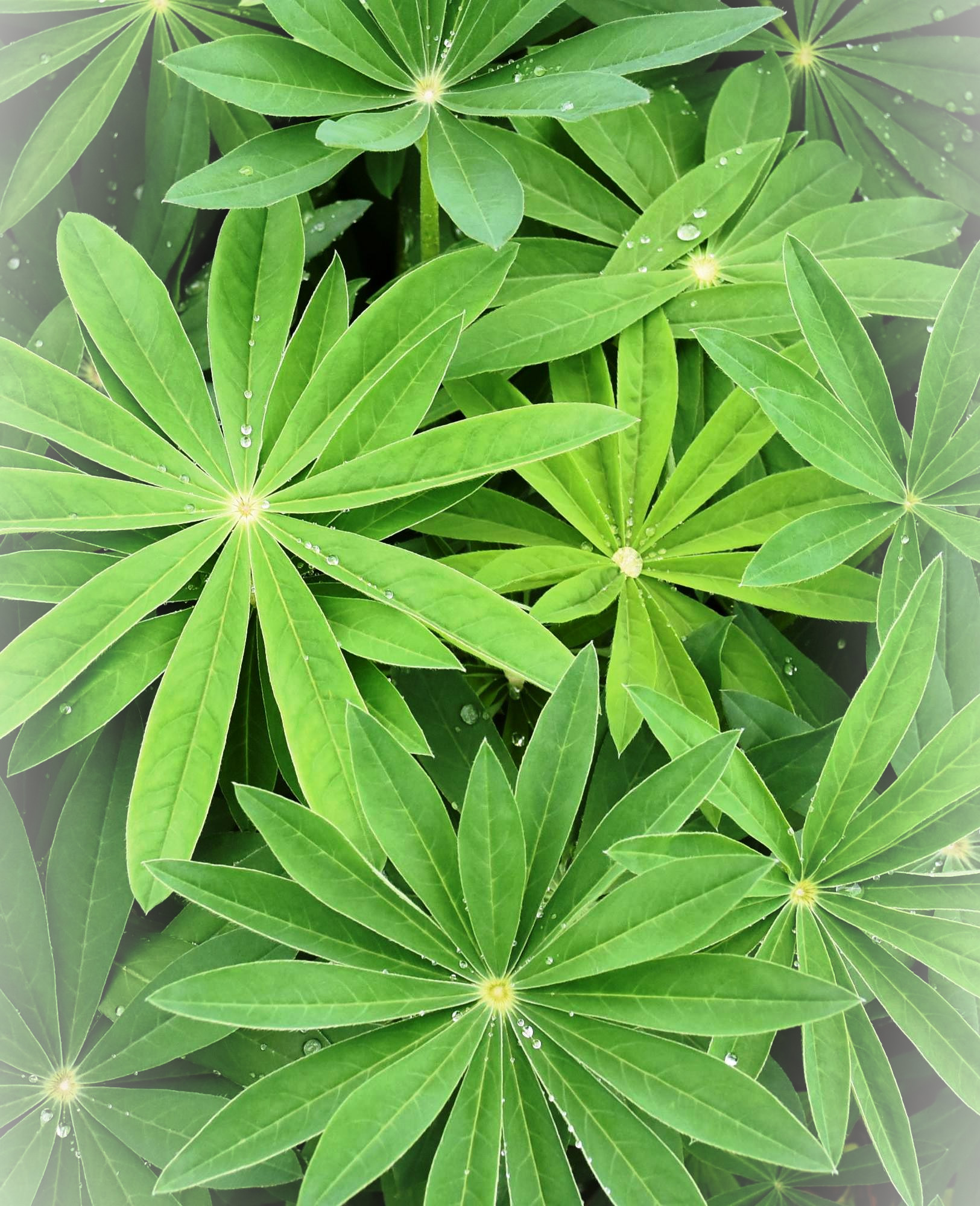 高等教育機関教職員のための 人材育成プログラム