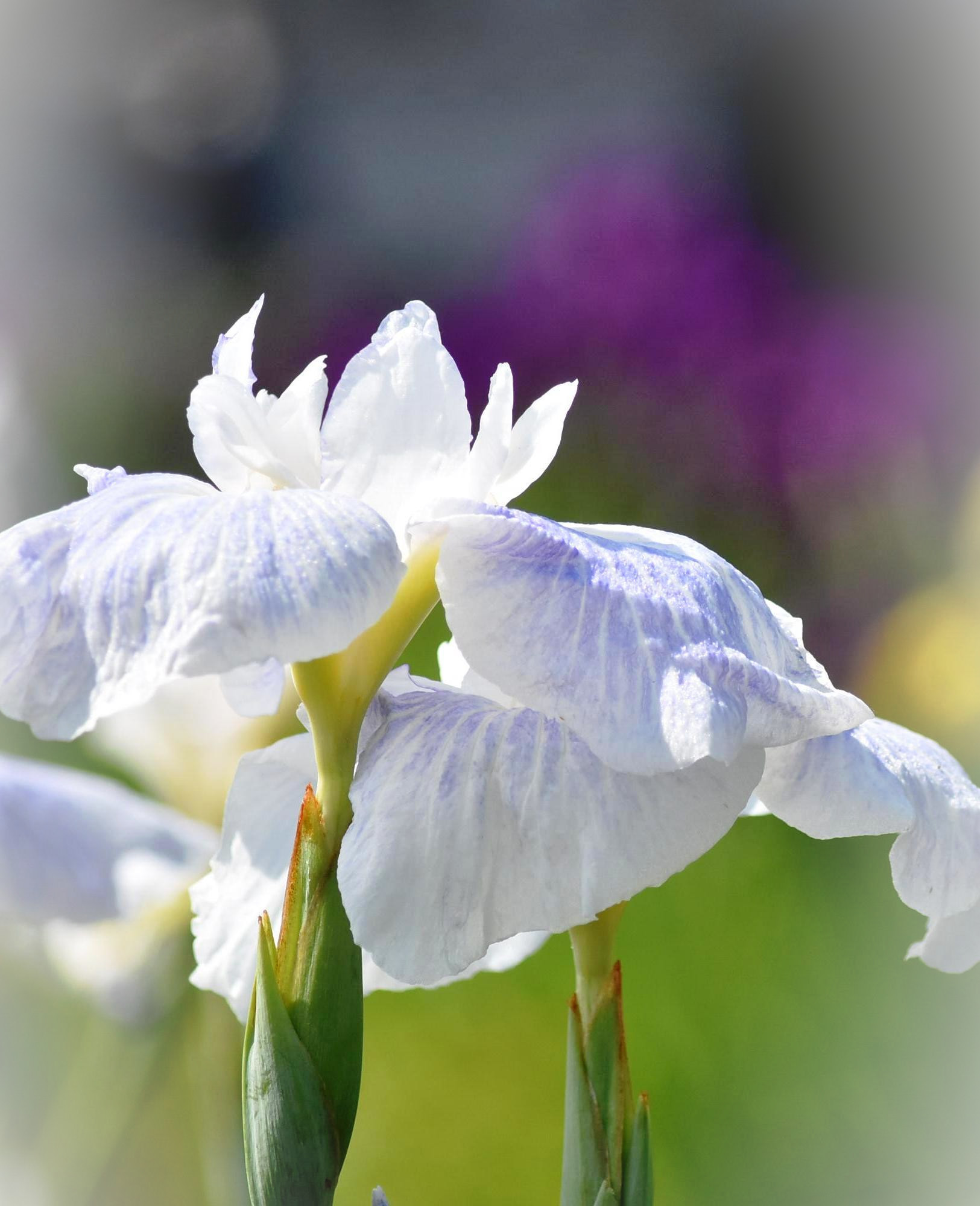 特別な支援を必要とする児童・生徒への対応Ⅶ